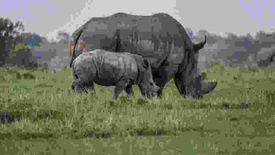 Rhinos at the Ol Pejeta Conservancy