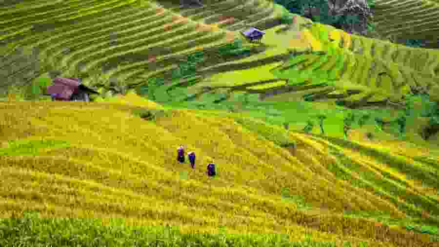 Terrace Farm in Vietnam