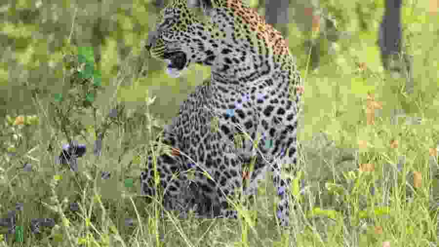 Leopards in Masai Mara game Reserve