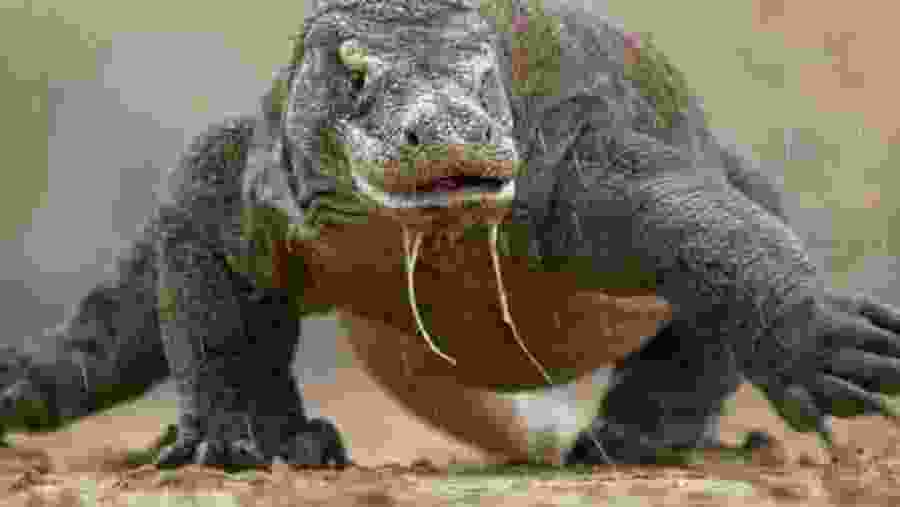 Komodo Dragon