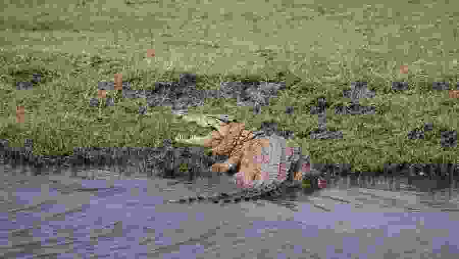 Crocodile at Chobe National Park