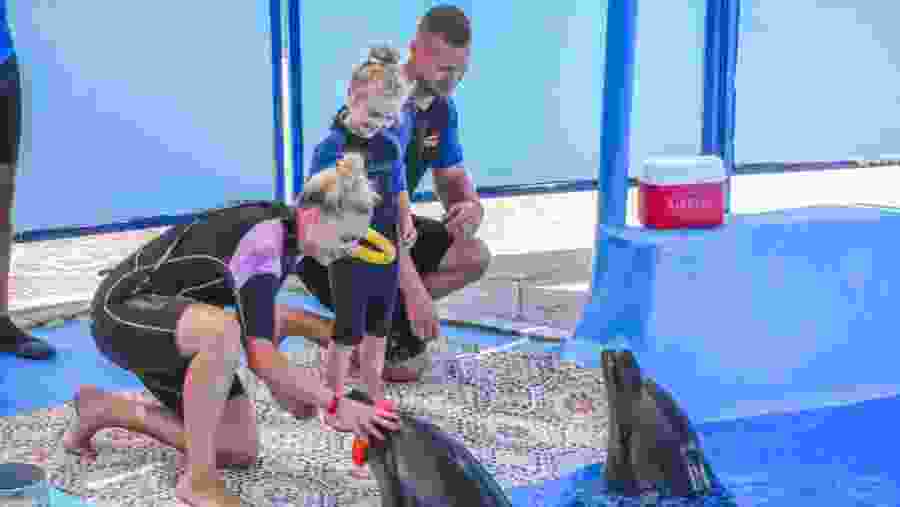 Travelers at the Dolphin World