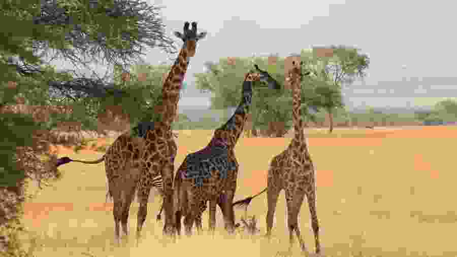 Spot towering giraffes at Ngorongoro Crater