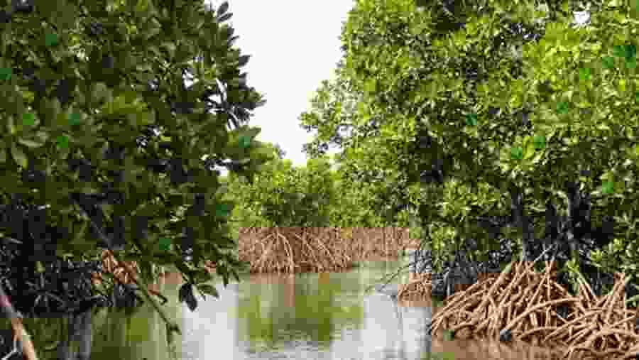 Mangrove forest on Uzi Island