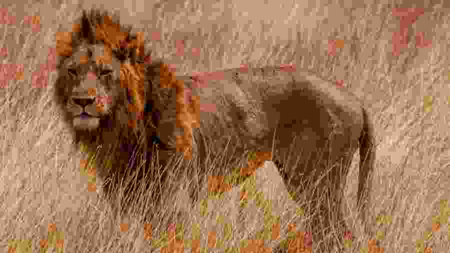 Lion spotted at Serengeti Plains
