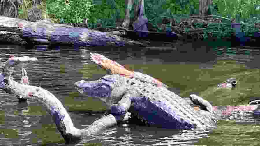 Crocodile