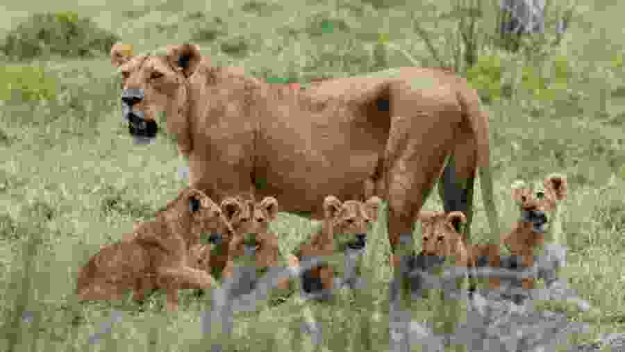 Witness the African wildlife