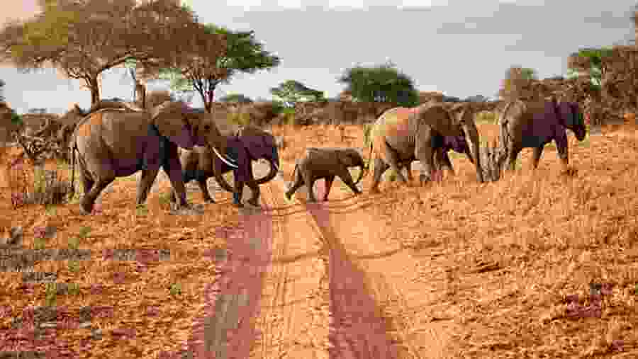 Spot majestic elephant herds at Tarangire National Park