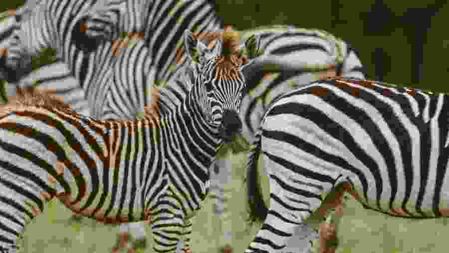 Zebras in Masai Mara