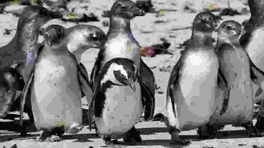 African penguins