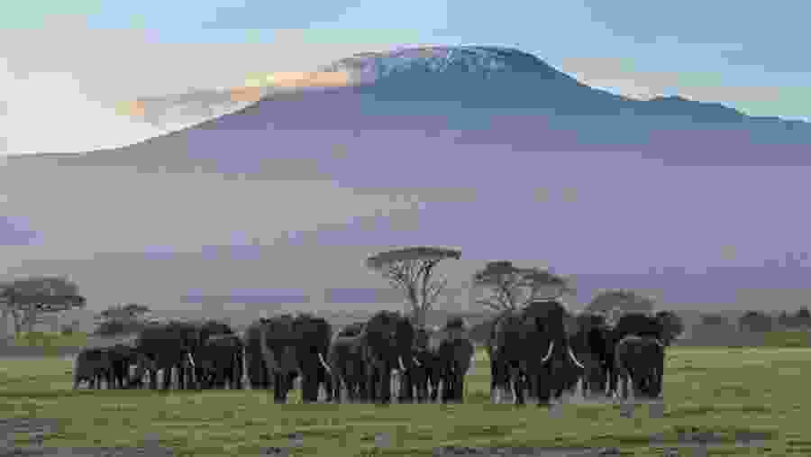Amboseli with a view of Mt Kilimanjaro