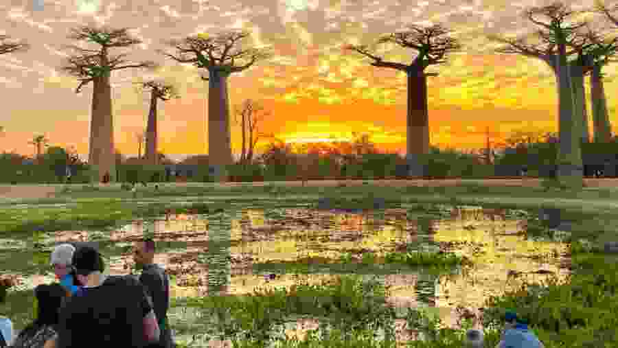 Stroll across the majestic baobab avenue