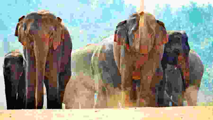 Pinnawala Elephant Orphanage, Sri Lanka