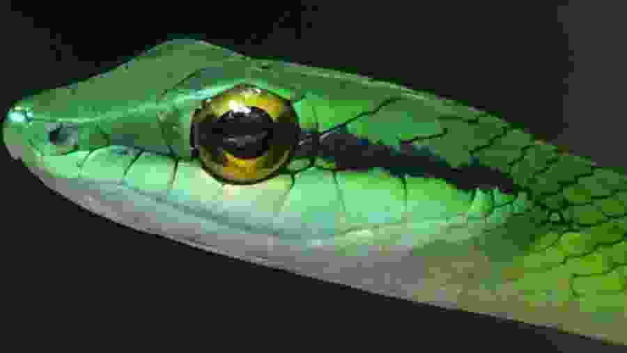 Manuel Antonio National Park