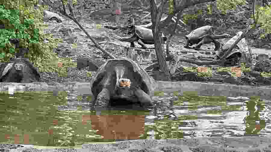 Galapagos Giant Tortoise