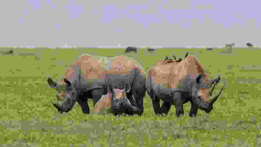 Witness the African wildlife