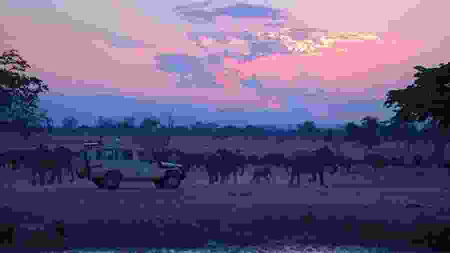 Game Drive In Mikumi National Park, Tanzania