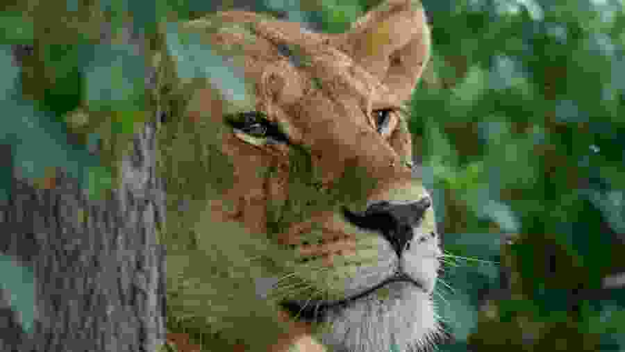 Big cats in Mount Meru
