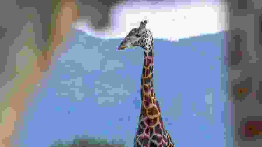 Northern giraffe