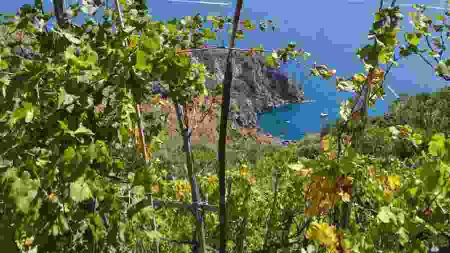 Ischia vineyards