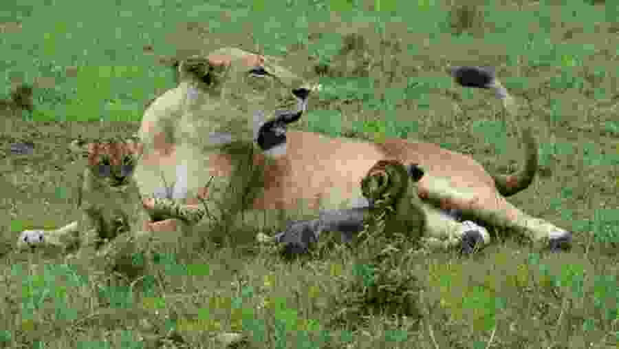 Wildlife at Kenya's National Parks