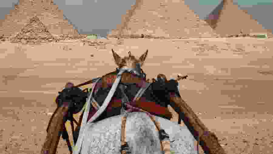 Mule in Egypt