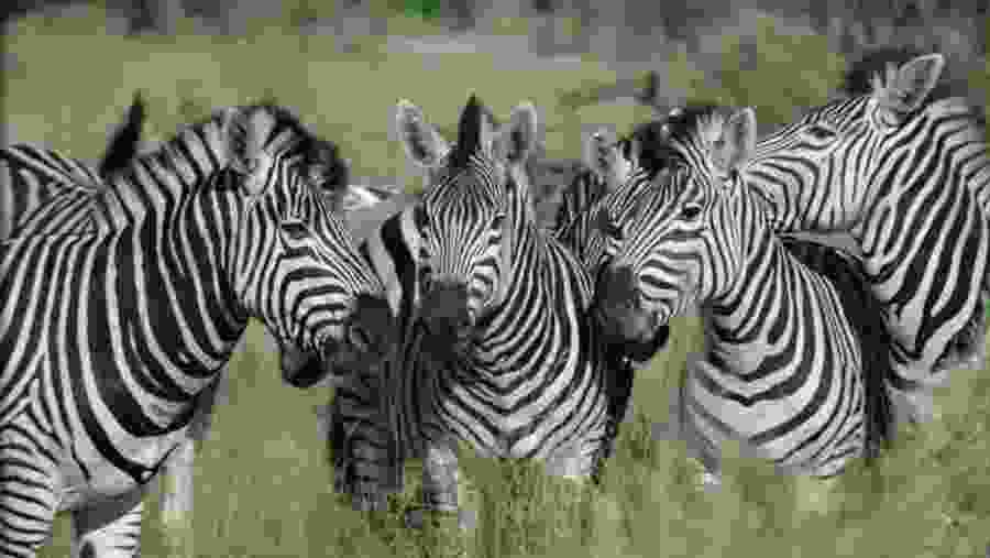 Zebras in Maasai Mara