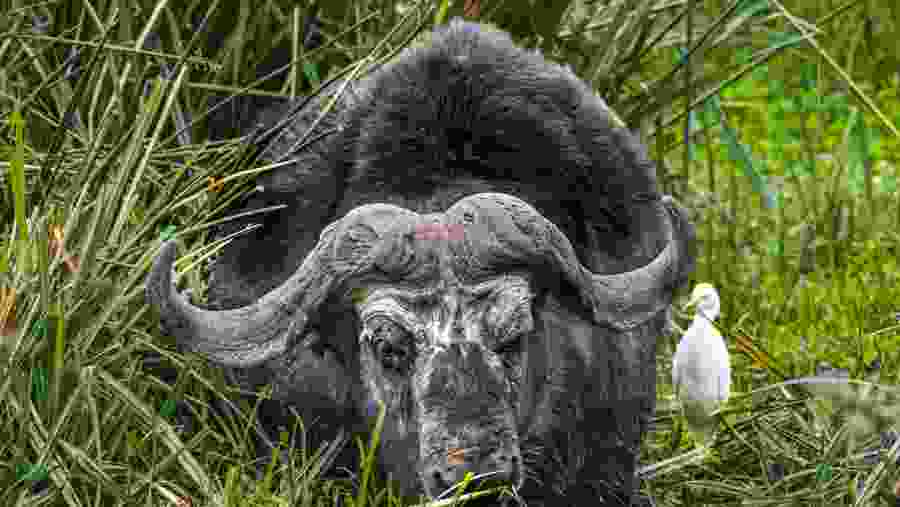 Witness diverse wildlife