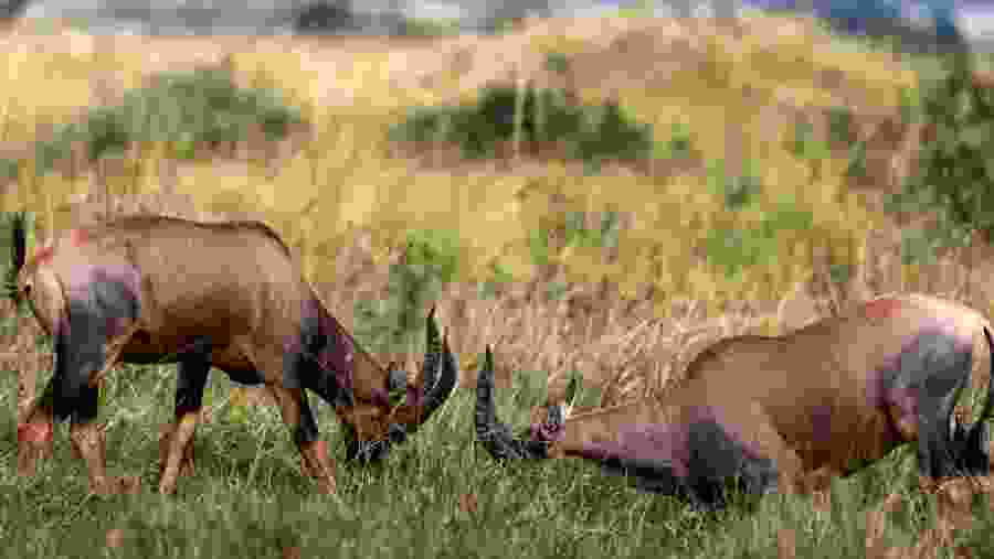 Wildlife in Serengeti