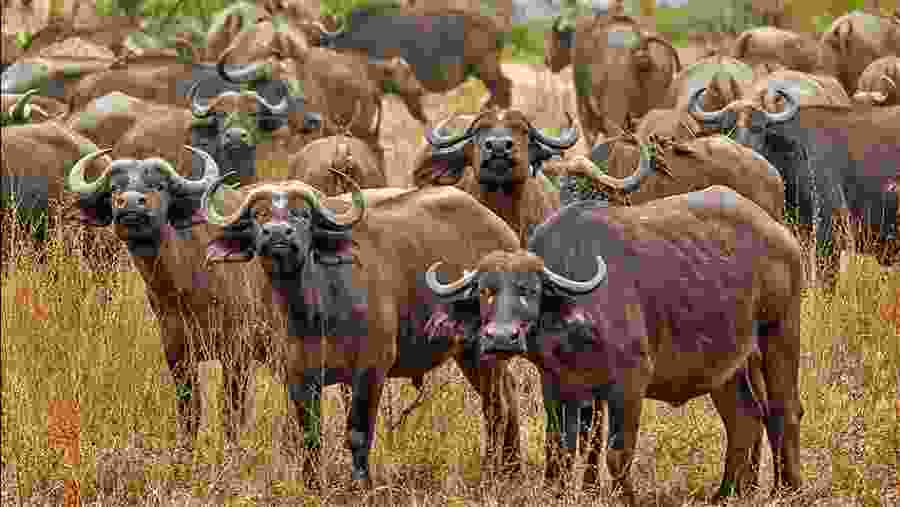 Admire Wildbeests in Serengeti National Park of Tanzania