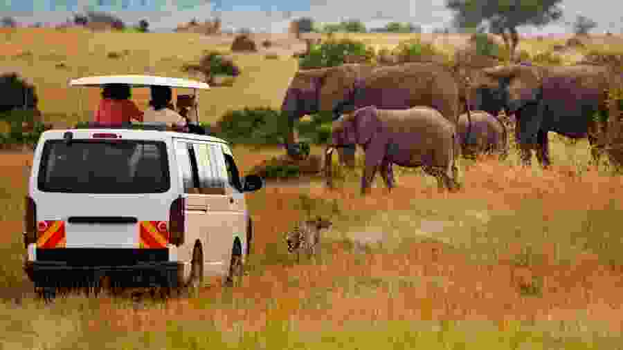 Elephant & cheetah sighting