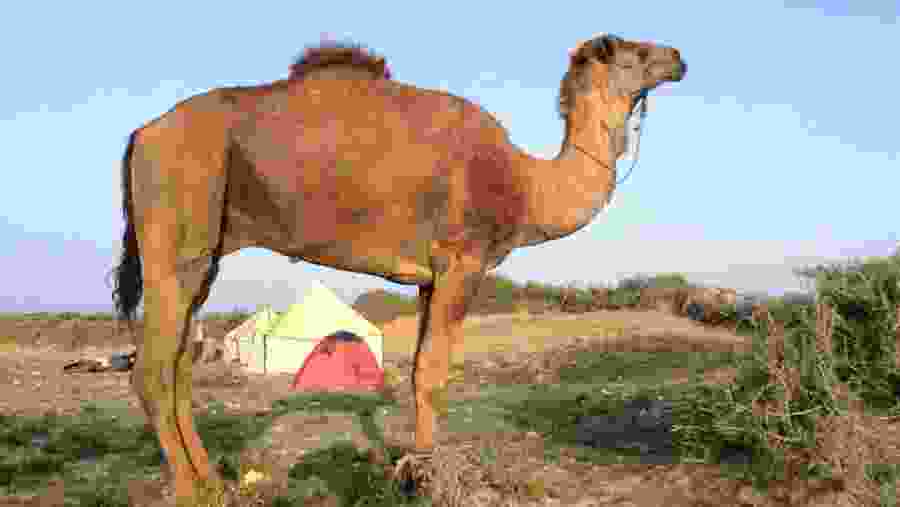 Enjoy a camel ride