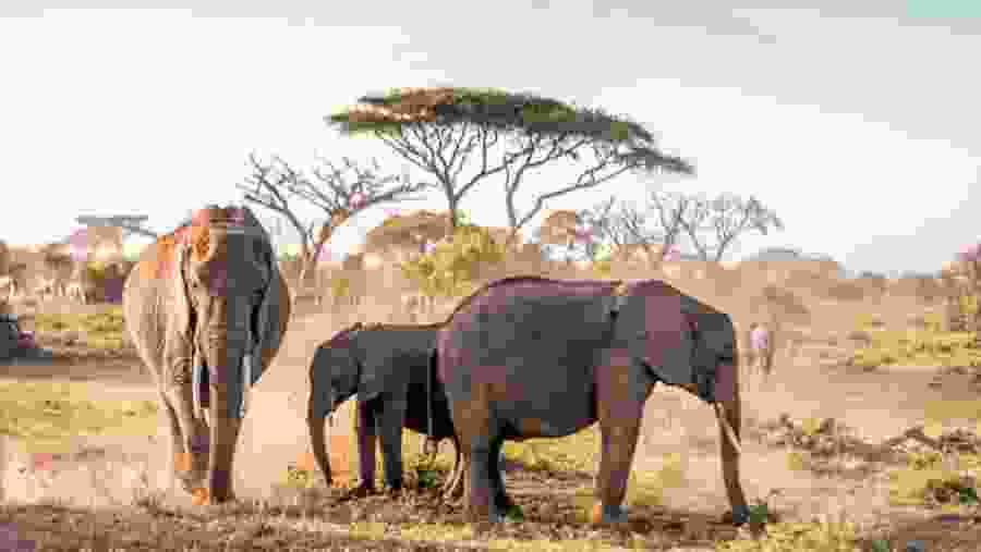 Amboseli National Park