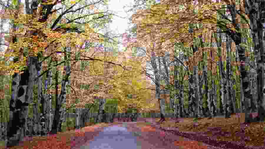 Pathway Amidst The Trees