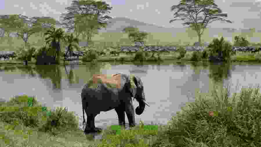 Witness the African wildlife