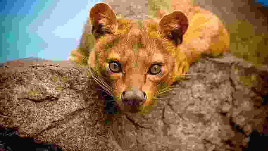 Witness the African wildlife