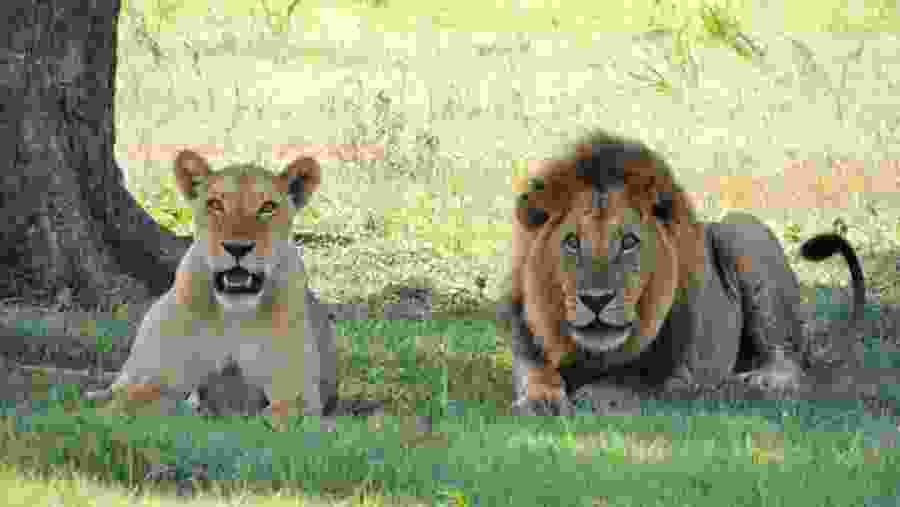 Lions in the Wild