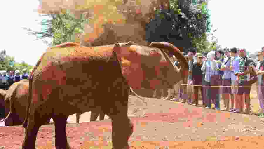 David Sheldrick Elephant Sanctuary
