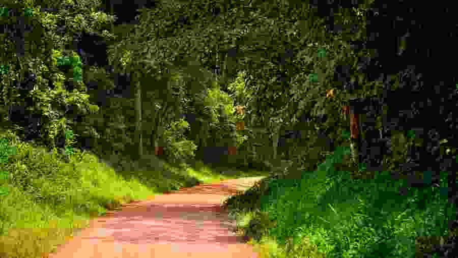 Kibale forest