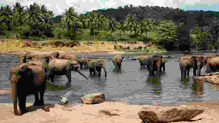 Pinnawala Elephant Orphanage