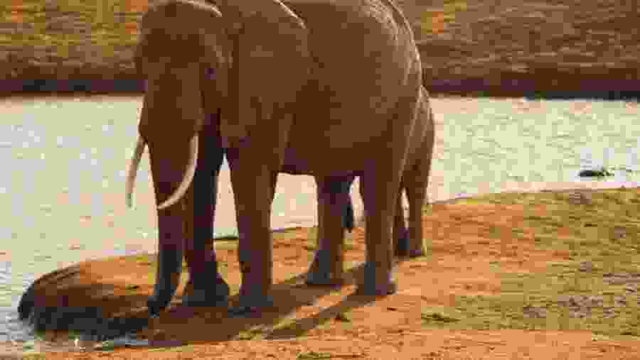 Elephants seen in Tsavo East National Park