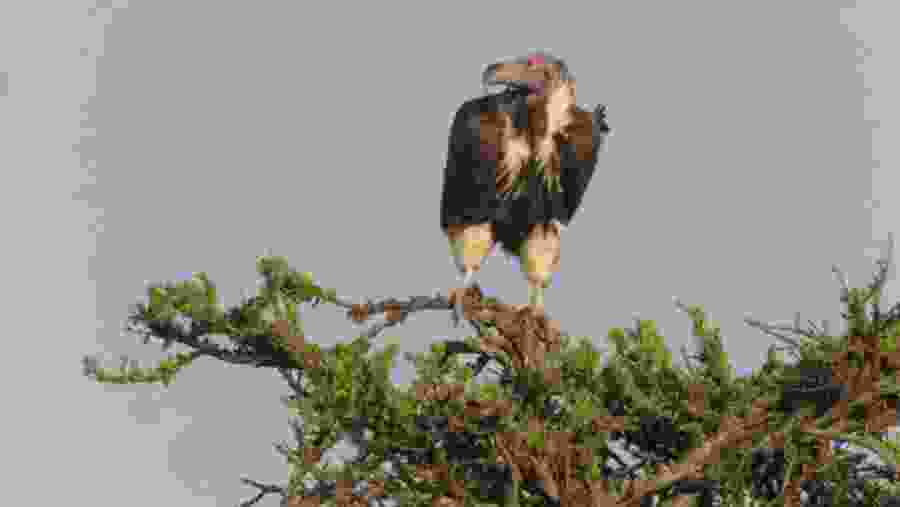 Lappet-faced vulture