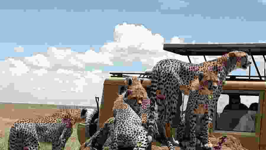 The majestic of Wildlife