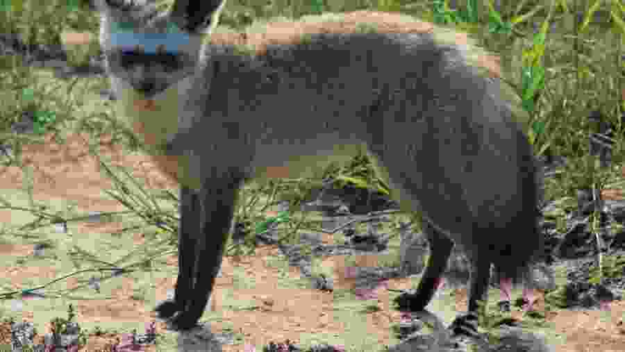 Animal to spot in the park