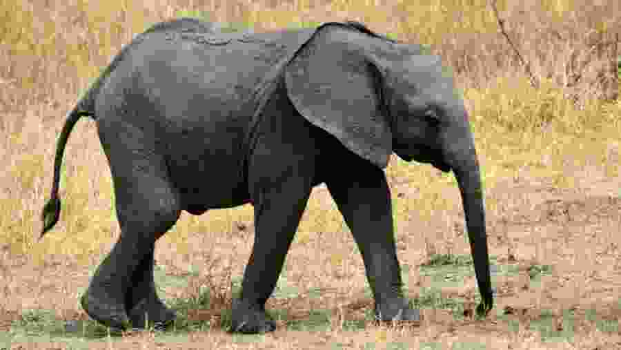 Baby Elephant