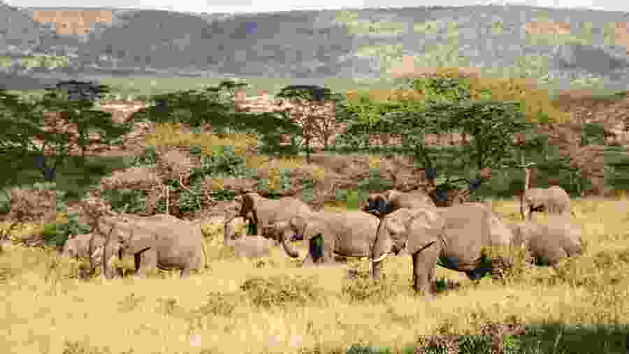 Herds of Elephants in Arusha National Park
