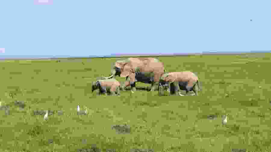 Elephants in Amboseli National Park