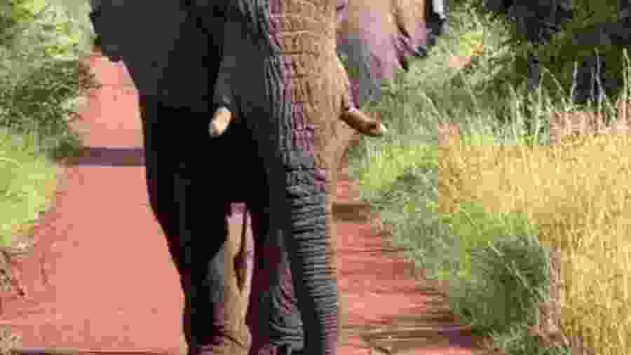 Elephant at Serengeti National ParK