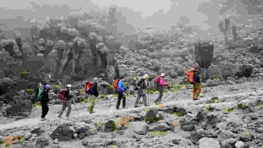 Mt Kilimanjaro