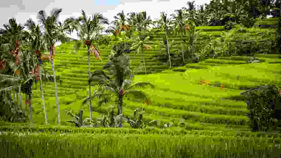 Rice Terraces of Pupuan village